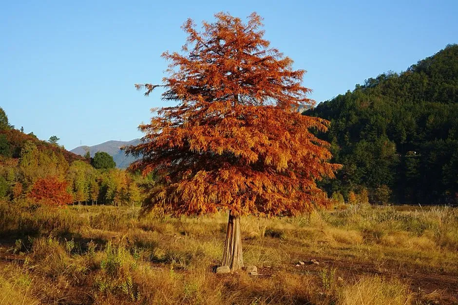 Bald Cypress (Image Credits: Pexels)