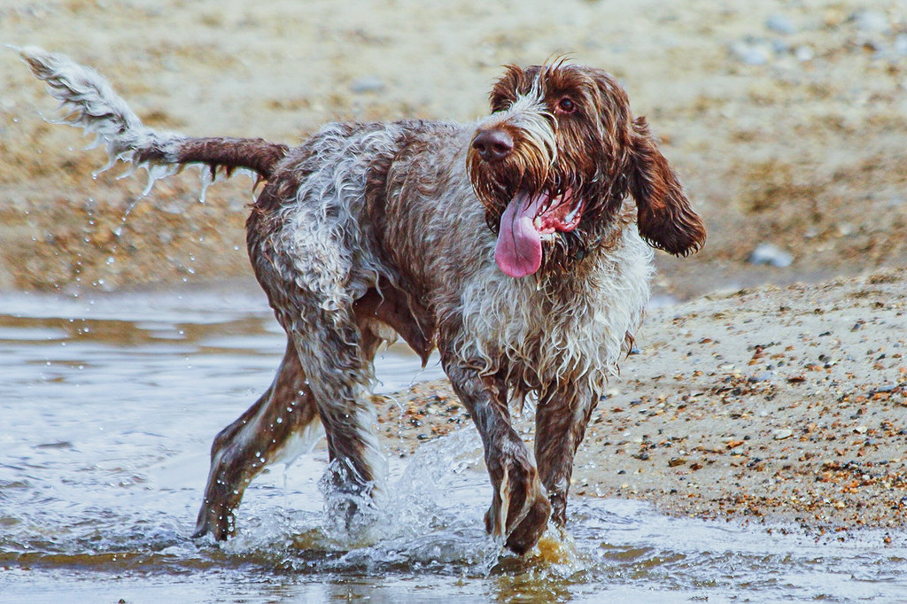 #13: Otterhound (Image Credits: Flickr)