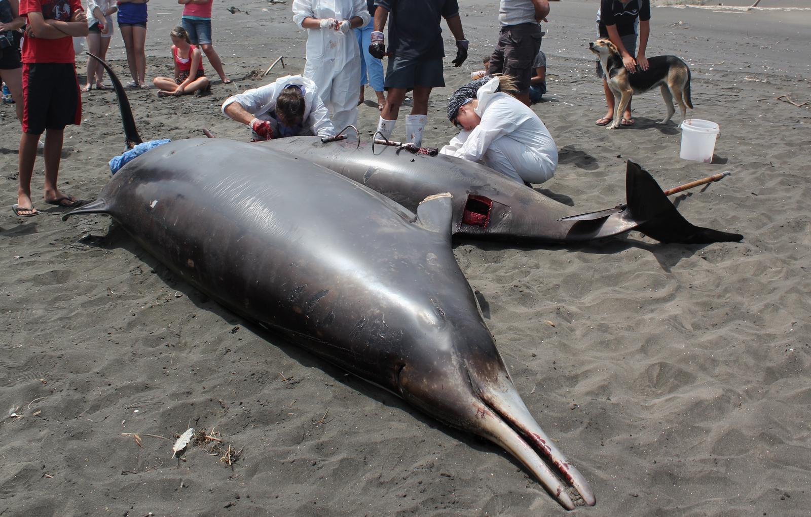 Mass Animal Strandings Without Clear Explanation (Image Credits: Wikimedia)