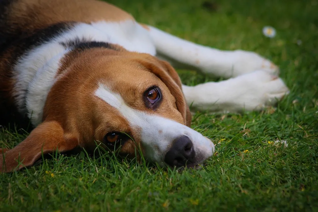 #19 - Pets Slept Outside or in Garages (Frank Shepherd, Flickr, CC BY-SA 2.0)
