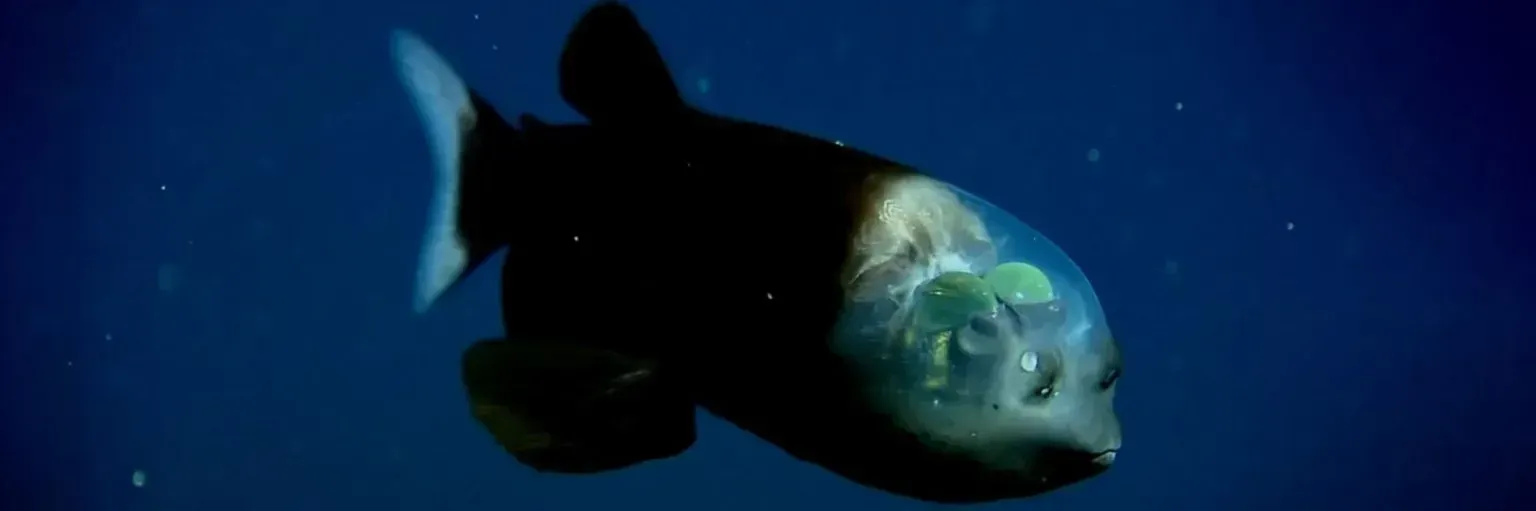 2. The Barreleye Fish - The Alien With a See-Through Head (Image Credits: Source: https://baltimore.org//)