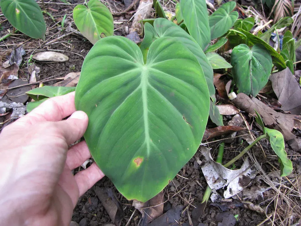 6. Philodendron: Heartleaf Hugger (Image Credits: Flickr)