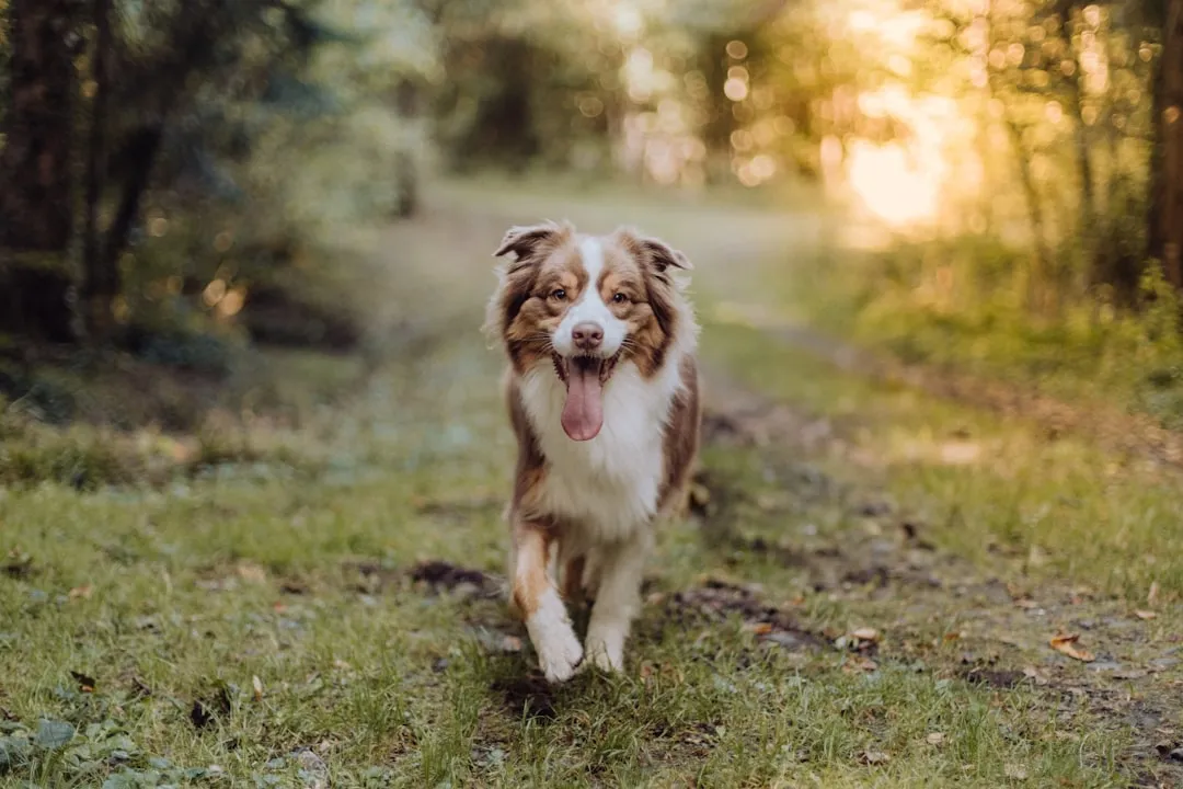 #5 - Australian Shepherd: Velcro Dog With FOMO (Image Credits: Unsplash)