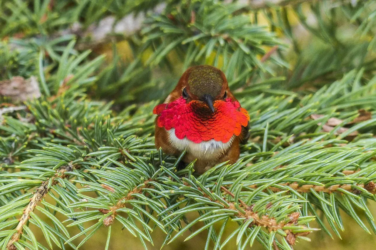 The Allen's Hummingbird: A Tiny Bird in a Big Crisis (Image Credits: Pixabay)