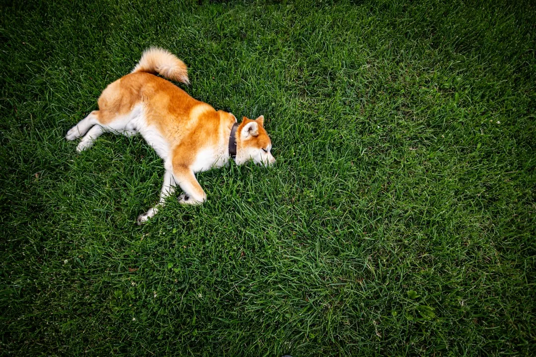 #11 Aquarius and the Akita (Image Credits: Unsplash)