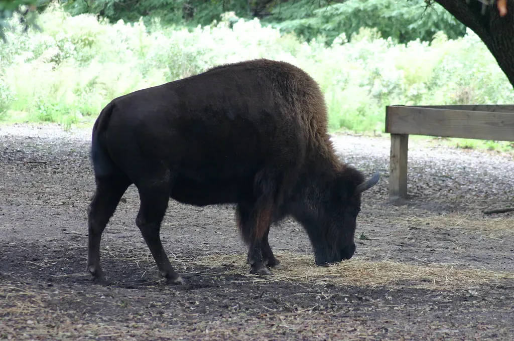 3. The American Bison: From a Few Hundred to Half a Million (Ryan Somma, Flickr, CC BY-SA 2.0)