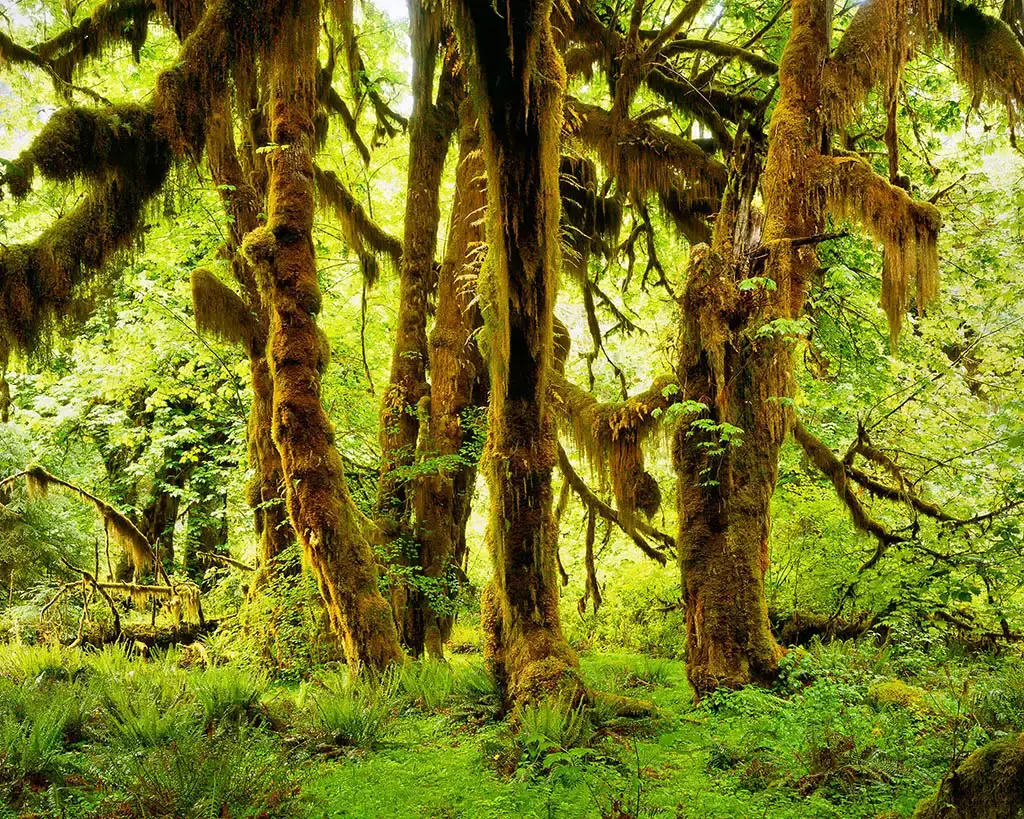 The Hoh Rainforest in Washington: America's Amazon (Image Credits: Wikimedia)