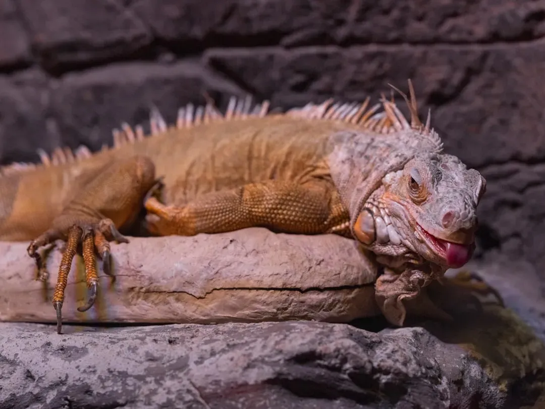 Exotic Reptiles Requiring Complex Care (Image Credits: Unsplash)