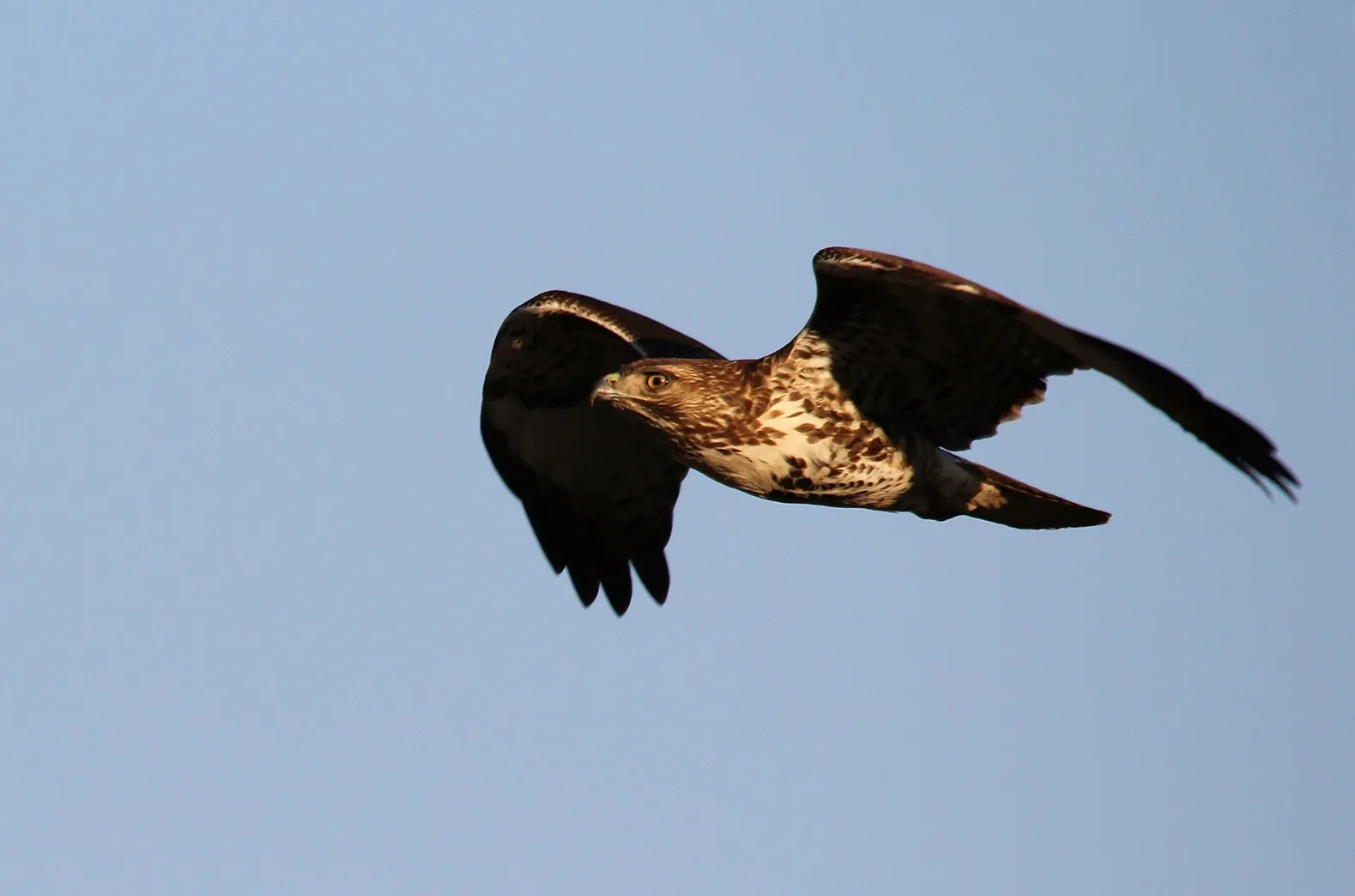 Conclusion: Studying the Land, Sharing the Sky (By Shravan Sundaram, CC BY-SA 3.0)