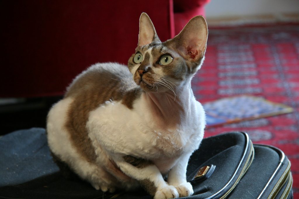 Devon Rex Cats (Image Credits: Wikimedia)