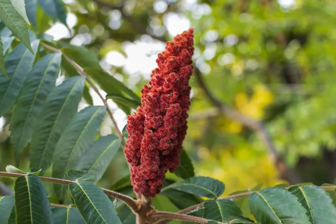 8. Staghorn Sumac (Rhus typhina) (Image Credits: Unsplash)