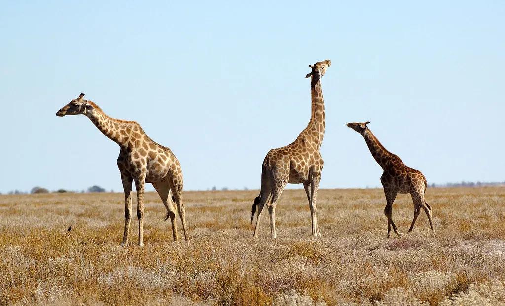 #8. Giraffe (HerryB, Flickr, CC BY-SA 2.0)