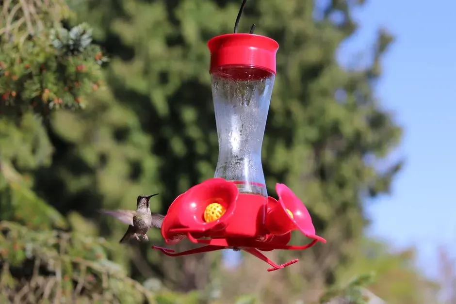 #8 - Place Feeders in Consistent Shade (Image Credits: Pexels)