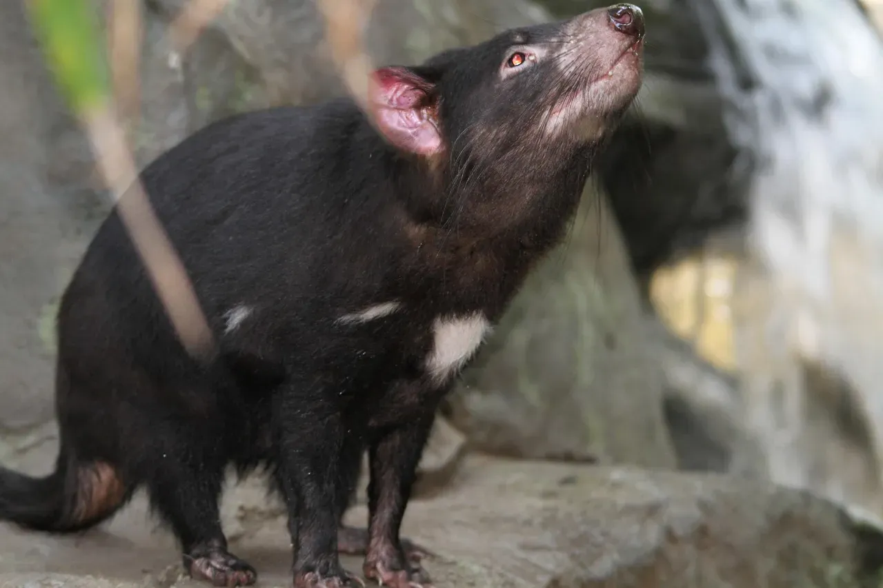 Mother Devils Give Birth to Dozens of Joeys, But Only Four Survive (Image Credits: Pixabay)