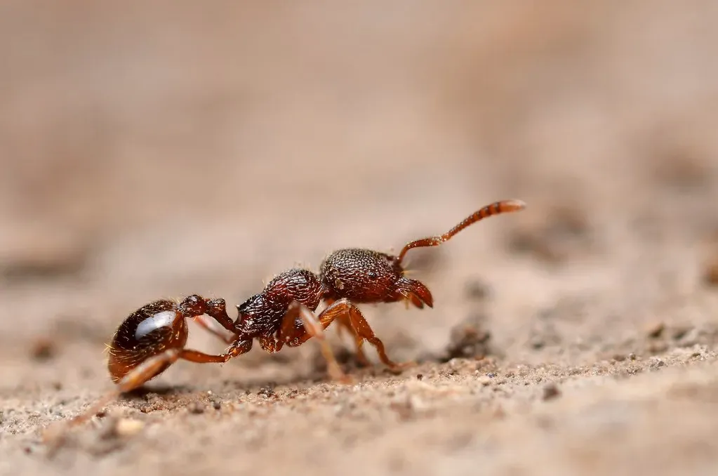 10. Ant Tandem Running: Teaching Navigation, One Step at a Time (Image Credits: Flickr)