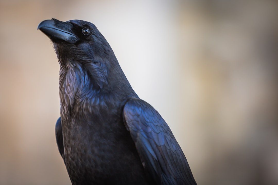 The Diplomatic Raven: September 23 - October 22 (Image Credits: Unsplash)