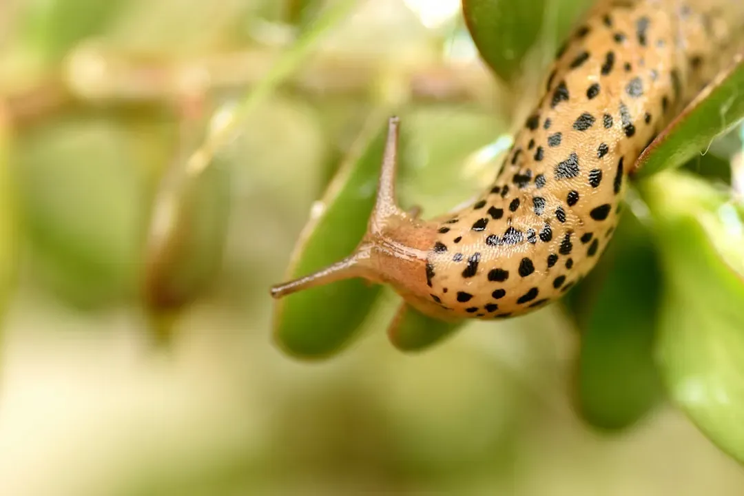 12. The Leopard Slug: Dangling and Intertwining (Image Credits: Unsplash)