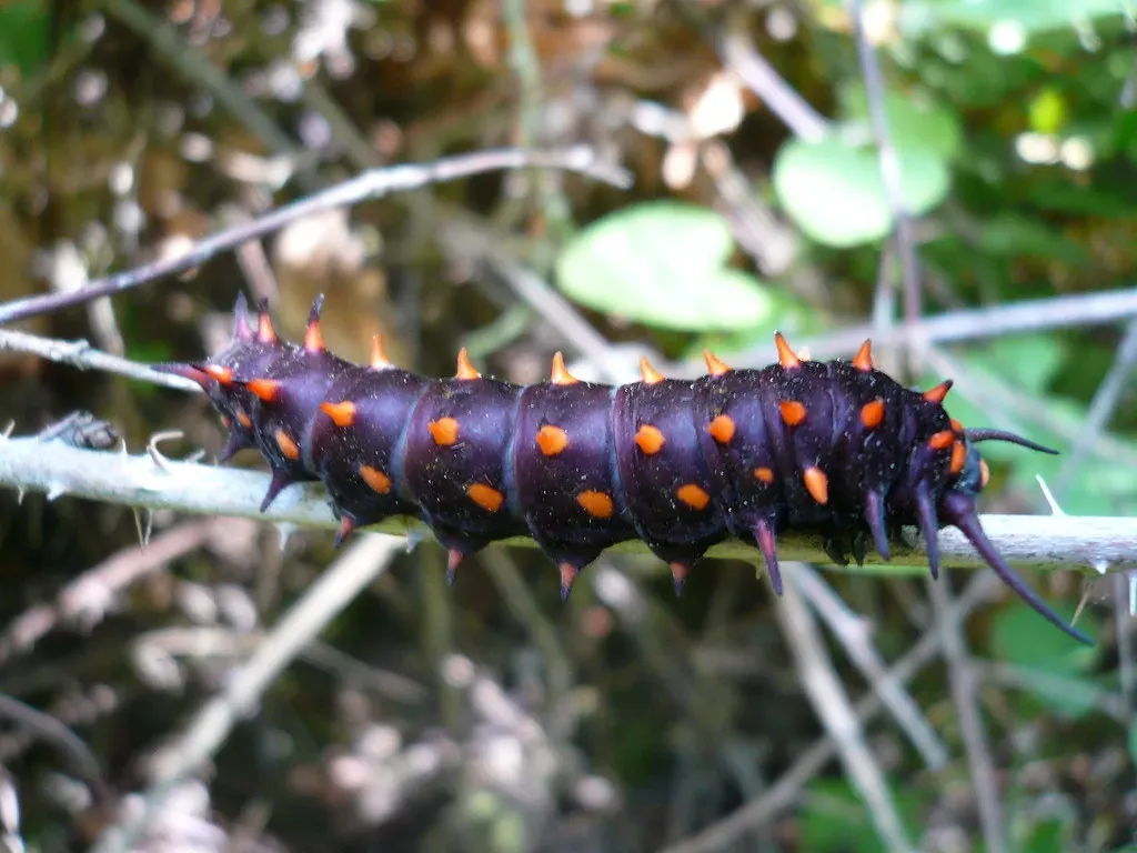 Pipevine Swallowtail Caterpillar (Image Credits: Flickr)