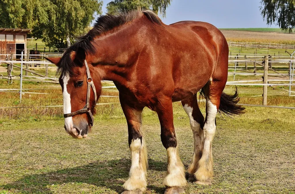 #6 – Shire: The "Gentle Giant" Label Does a Lot of Damage (Image Credits: Rawpixel)