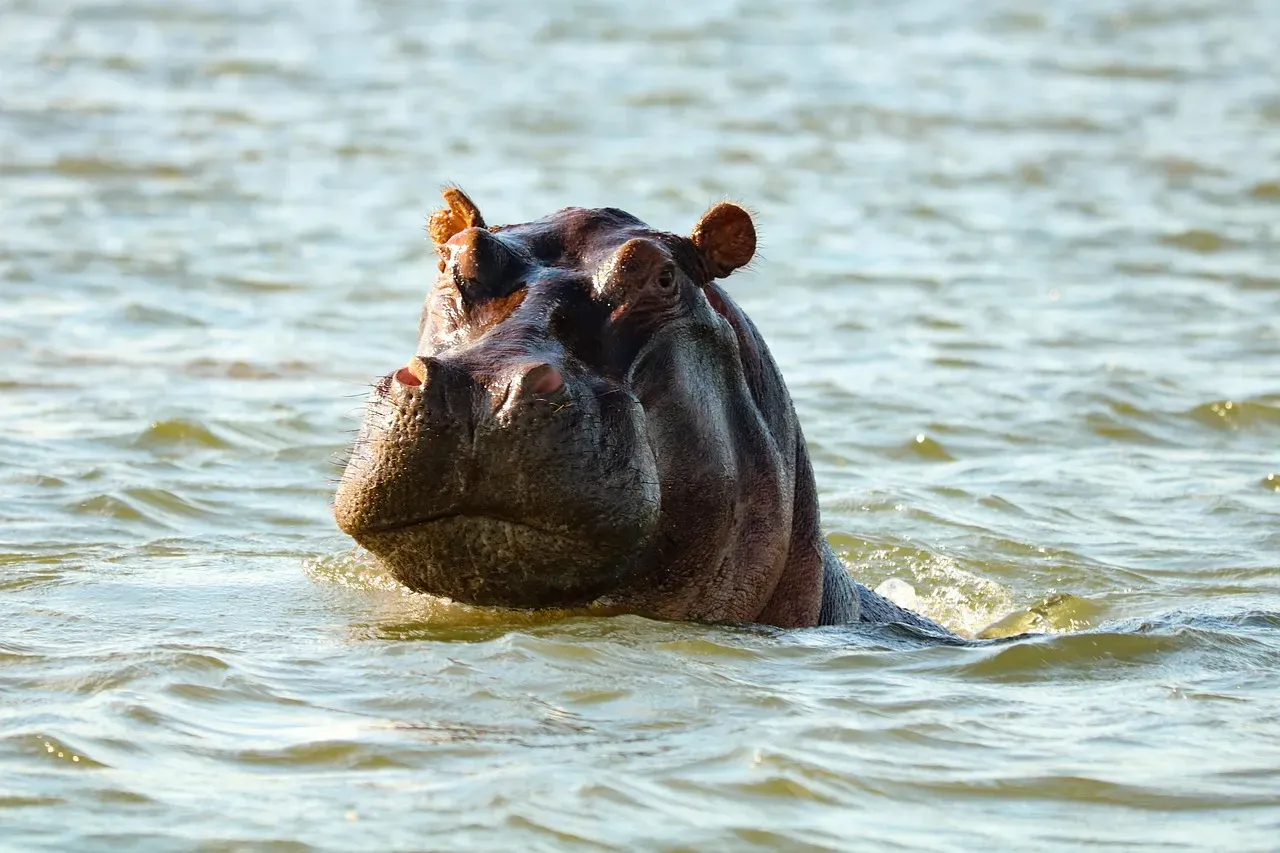 12. Hippos: Infrasound Responders (Image Credits: Pixabay)