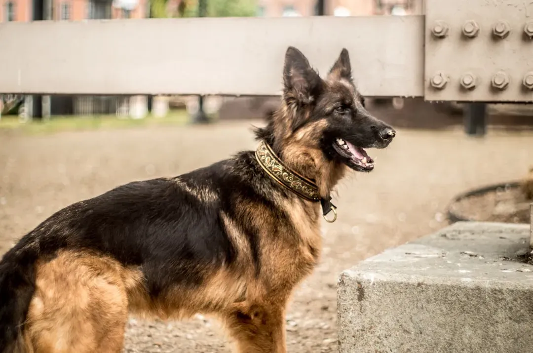 3. German Shepherds Position Themselves Between You and Uncertainty (Image Credits: Unsplash)