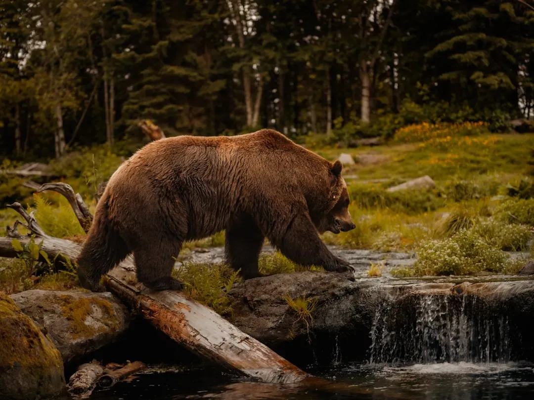 Conclusion: A Collective Fight for Wildlife's Future (Image Credits: Unsplash)