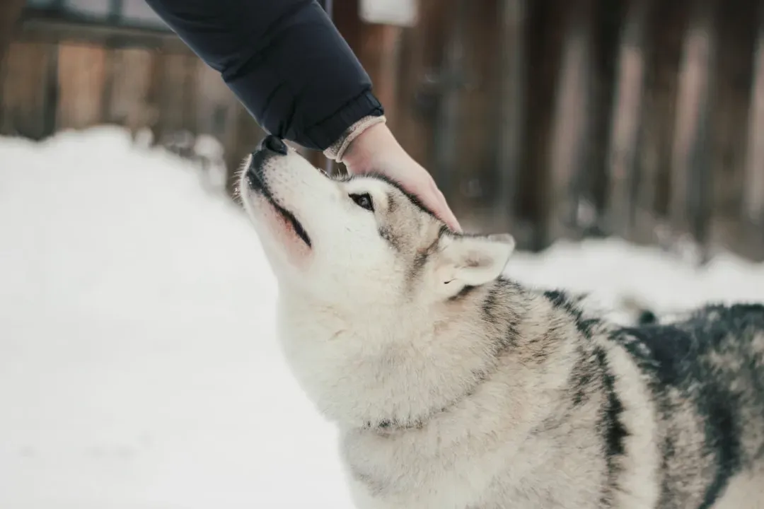 Wolves Howl Out of Affection - and Science Can Prove It (Image Credits: Unsplash)