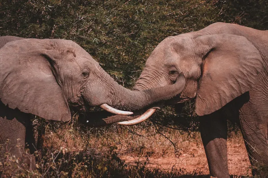 Themba the Elephant and Albert the Sheep (Image Credits: Pexels)