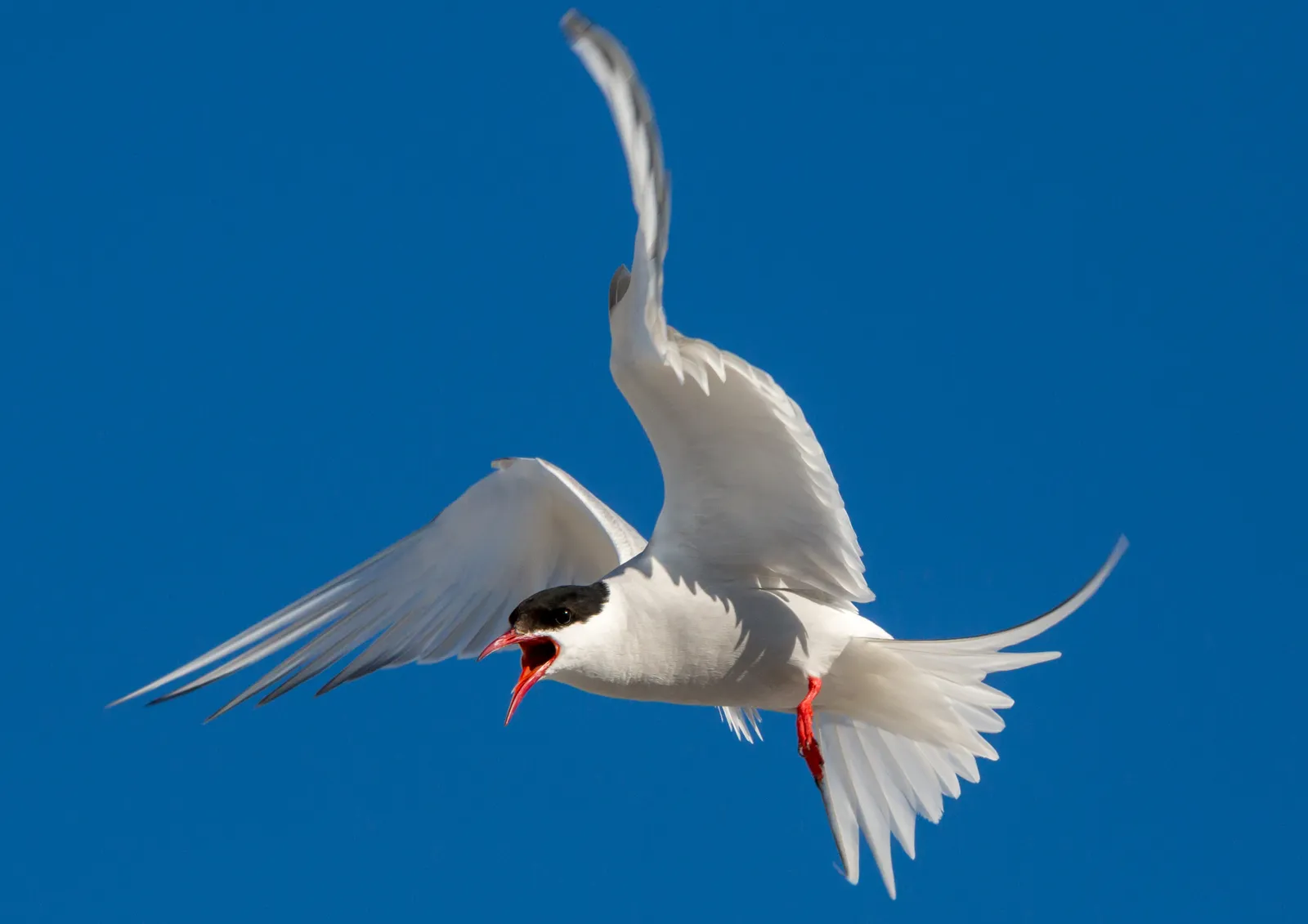 6. Arctic Tern: Chasing Endless Summer Around the Globe (By AWeith, CC BY-SA 4.0)