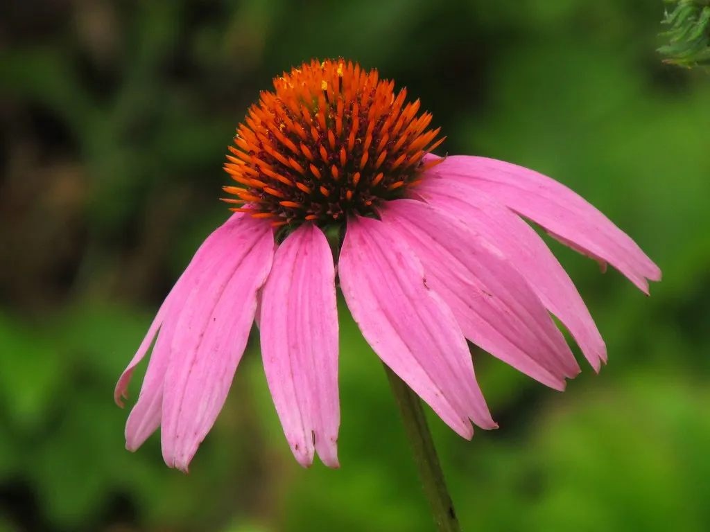 #9 Purple coneflower (Thanks for over 2 million views!!, Flickr, CC BY 2.0)