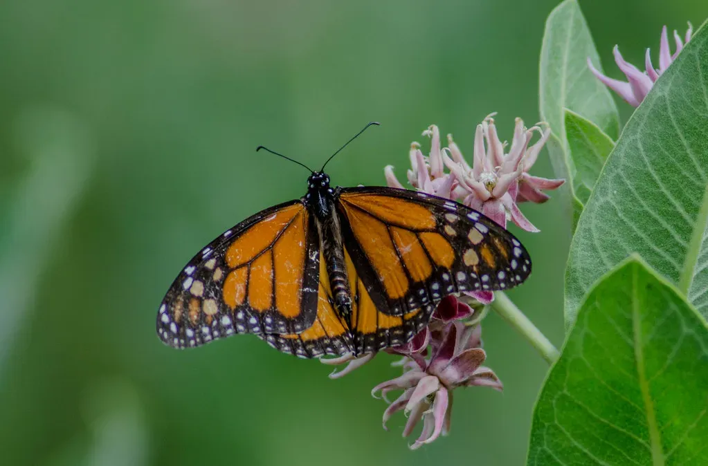 Common Milkweed (Asclepias syriaca): The Foundation of It All (peterichman, Flickr, CC BY 2.0)