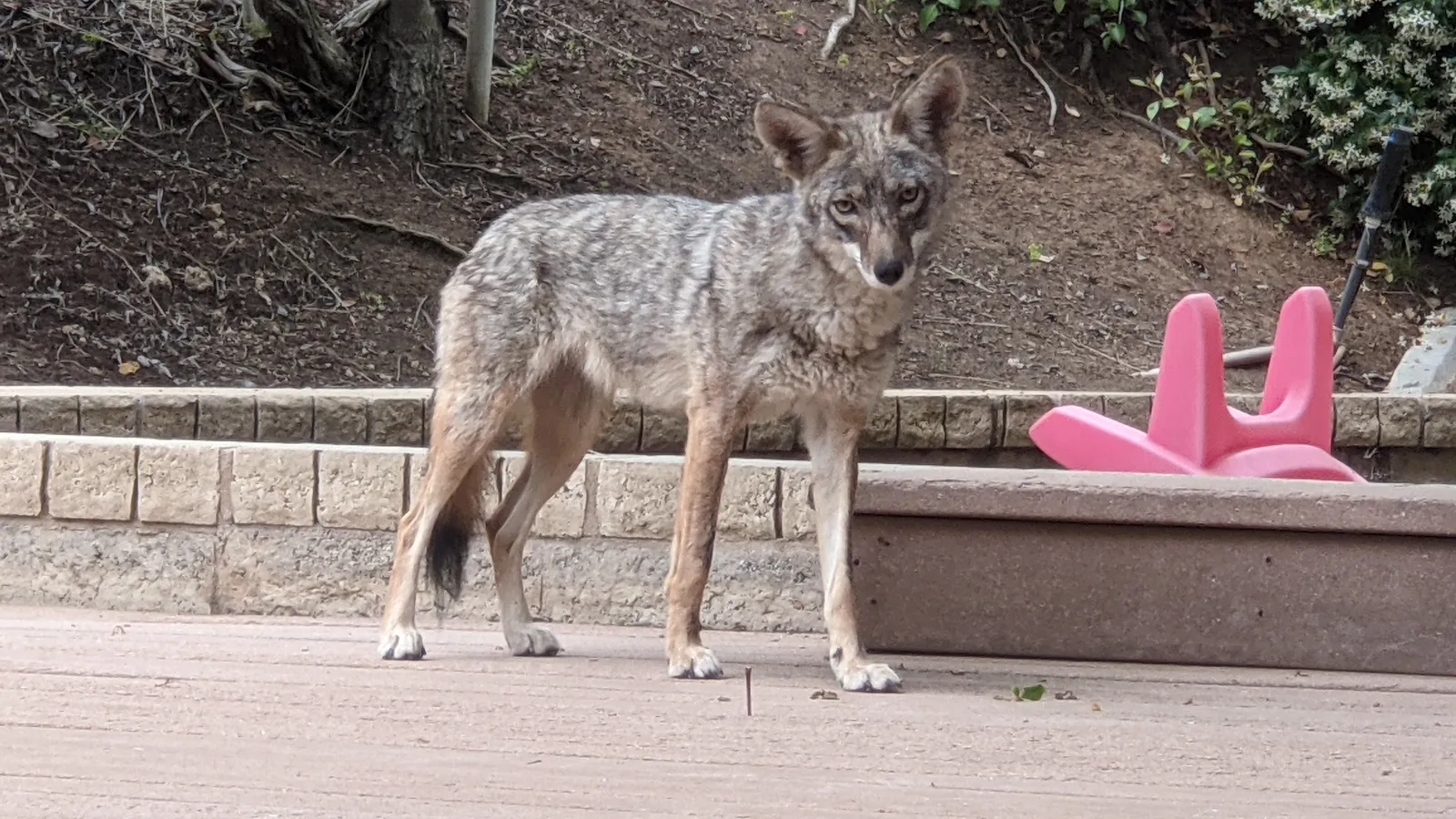 1. Coyotes Slip Through Silent Backyards After Dark (By Holly Cheng, CC BY-SA 3.0)