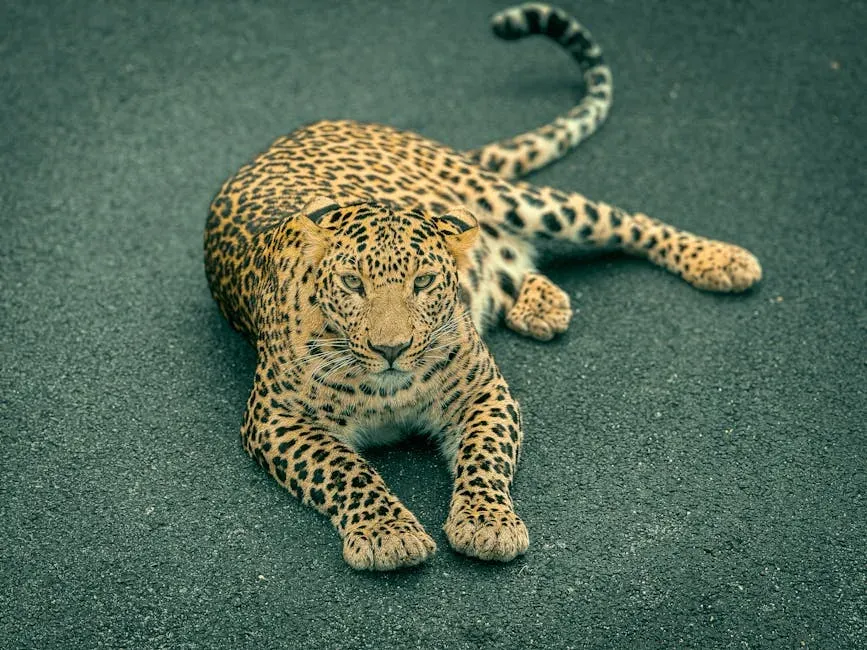 #8. Scorpio (October 23 – November 21): The Panther (Image Credits: Pexels)