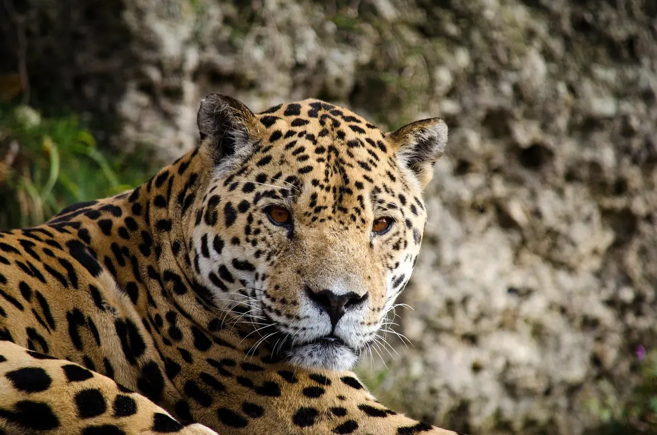 Solitary Territorial Behavior (Image Credits: Pixabay)
