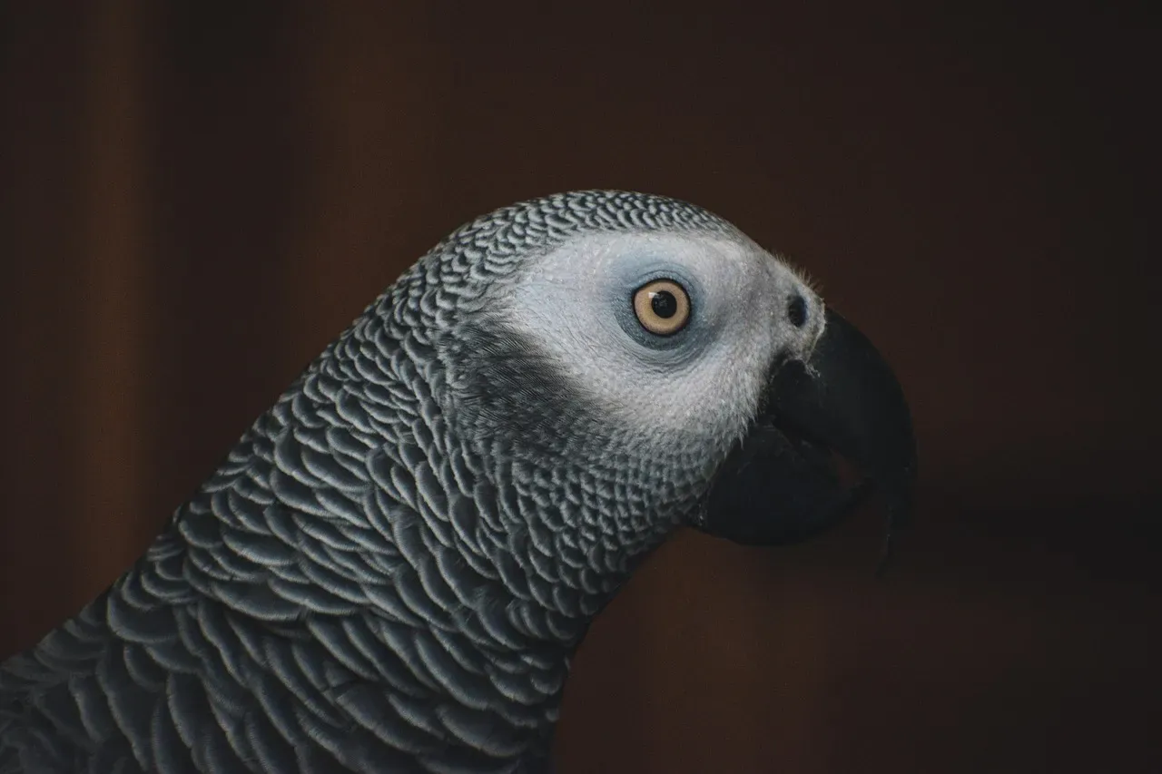 1. African Grey Parrots: The Undisputed Champions (Image Credits: Pixabay)