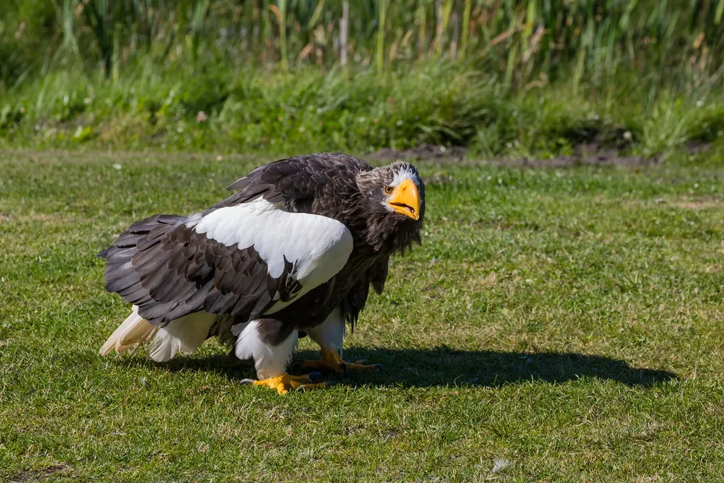 Fact 9: It Is in Serious Trouble, Despite Being Protected (Infomastern, Flickr, CC BY-SA 2.0)