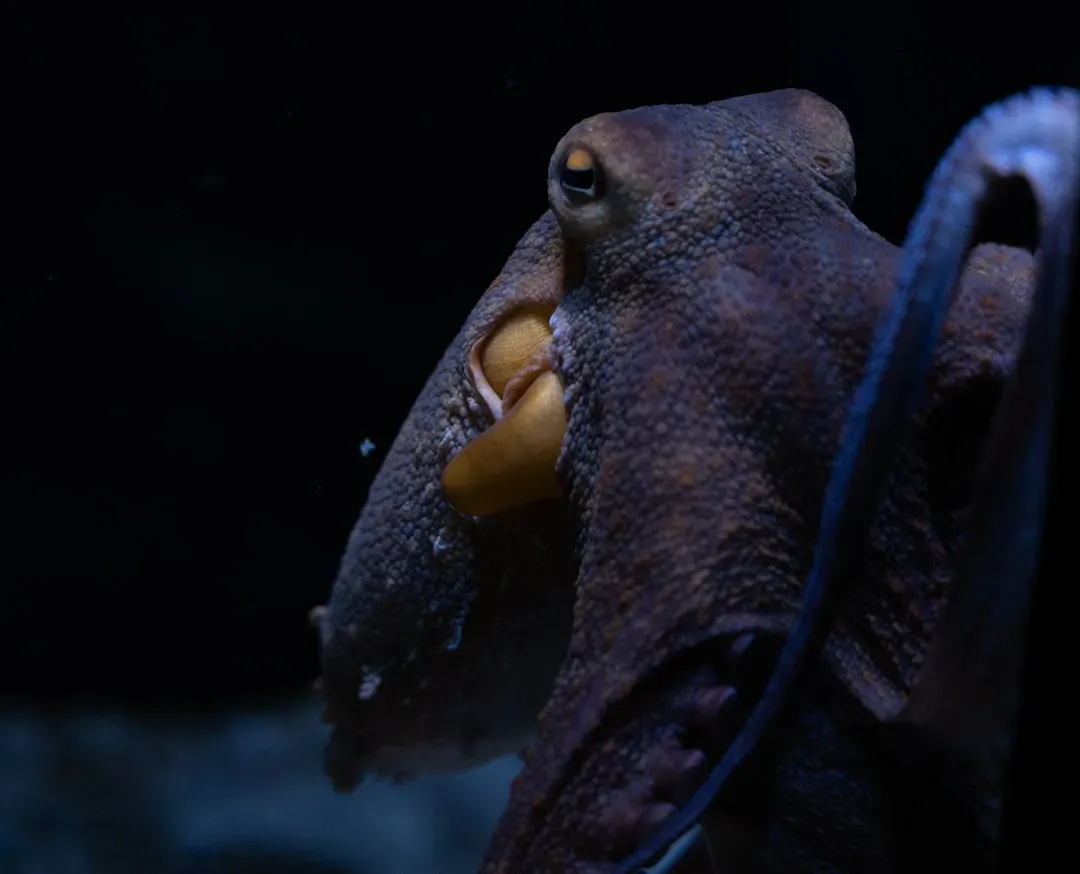 10. They Can Recognize Individual Human Faces (Image Credits: Unsplash)