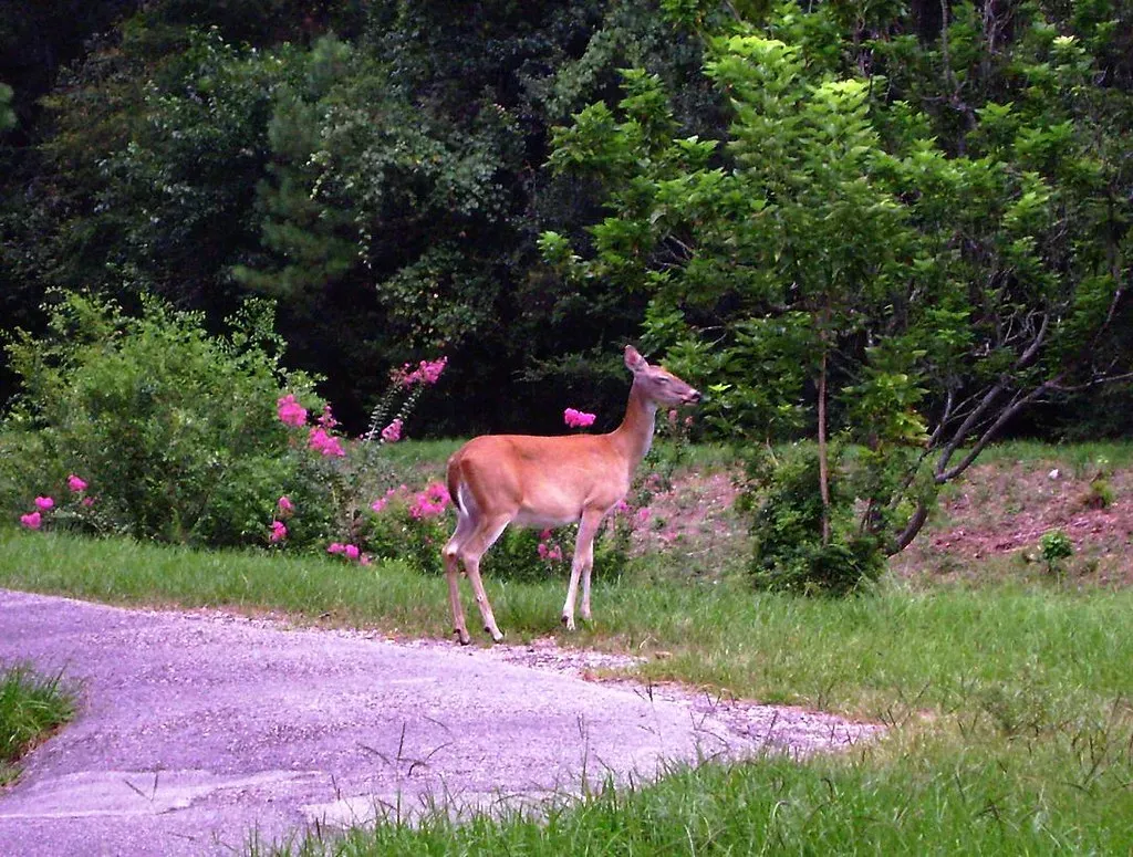Safety From Predators In Developed Areas (Patrick Feller, Flickr, CC BY 2.0)