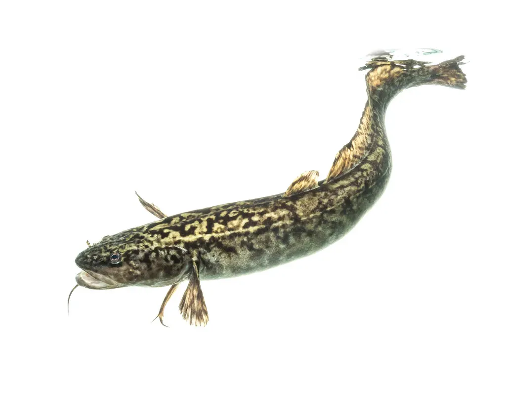 The Burbot: The Only Freshwater Cod in North America's Deep Lakes (Image Credits: Flickr)