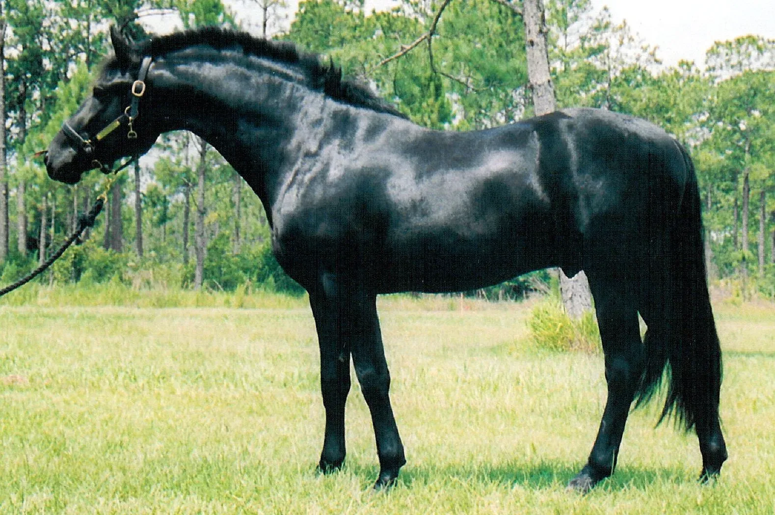 Scorpio: The Friesian (Image Credits: Wikimedia)
