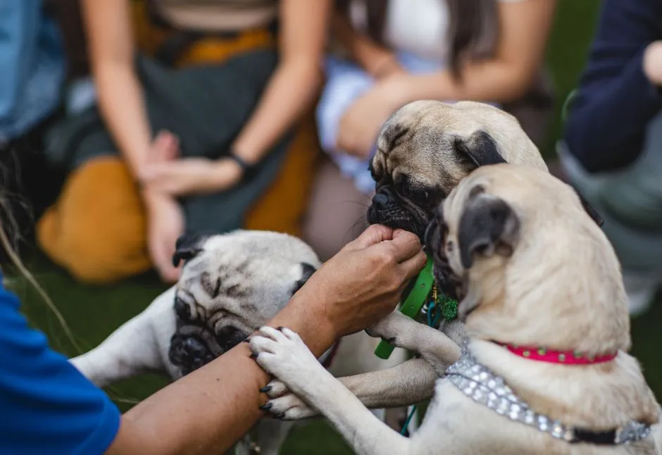 4. Pug - Wrinkled Face, Forever Young Heart (Image Credits: Pexels)