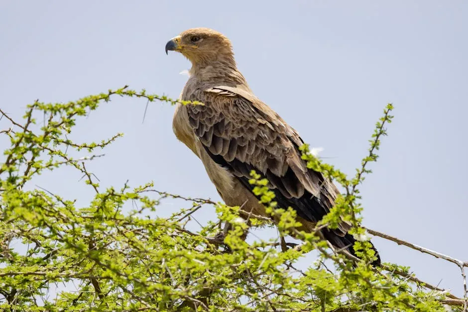 15. Tawny Eagle - The Opportunistic Wanderer (Image Credits: Pexels)