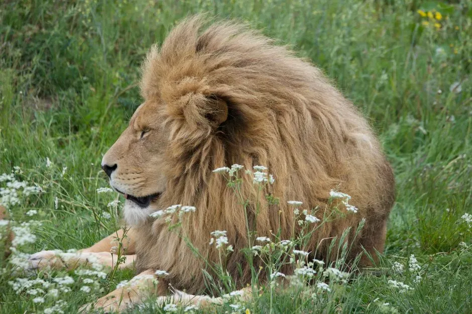 Myth 7: A Big Mane Means a Dominant Male Lion (Image Credits: Pexels)