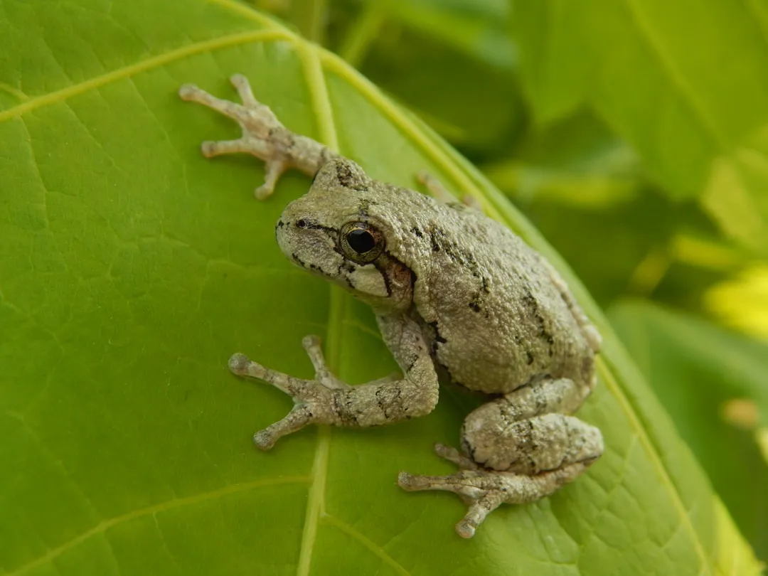 #9 - Gray Treefrog (Image Credits: Unsplash)