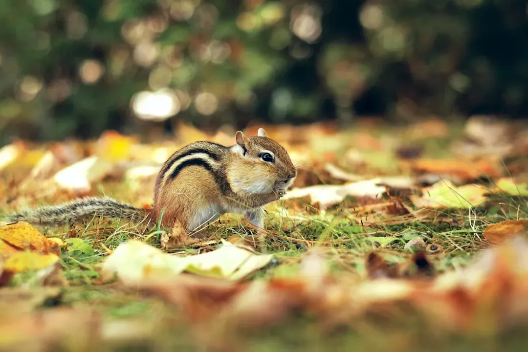 #12: Climate Change Is Disrupting Their Winter Survival Strategy (Image Credits: Unsplash)