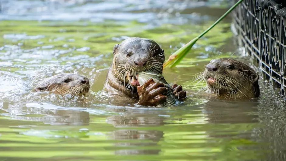 Dolphins and Otters: When Intelligence Lives in the Water (Image Credits: Pexels)