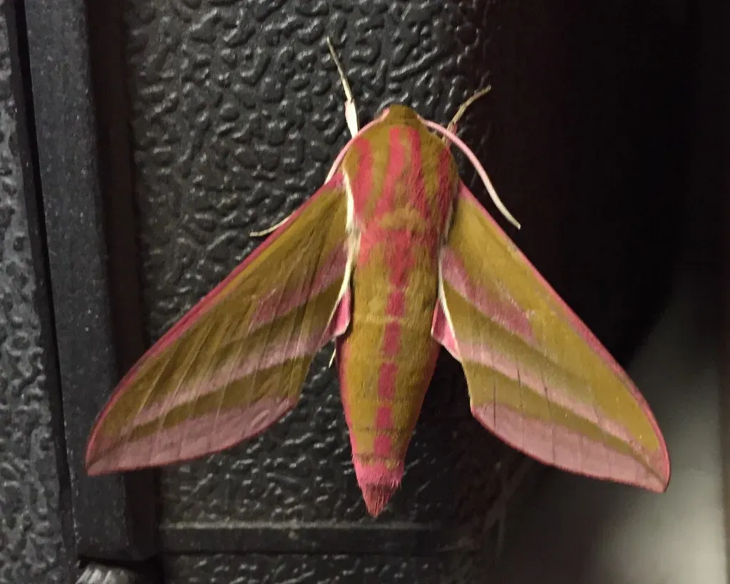 Elephant Hawk Moth (Image Credits: Flickr)