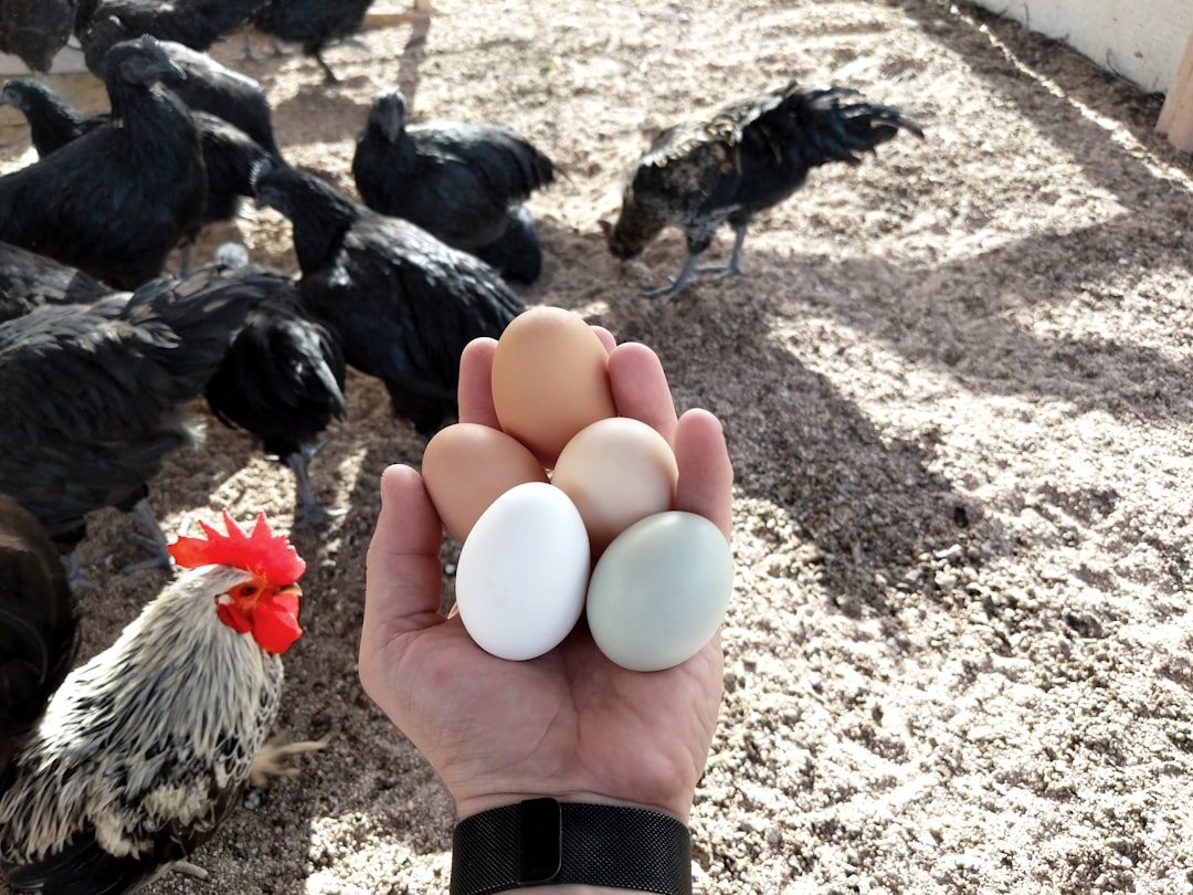 The Incredible Rewards: Why Fresh Eggs Matter (Image Credits: Unsplash)
