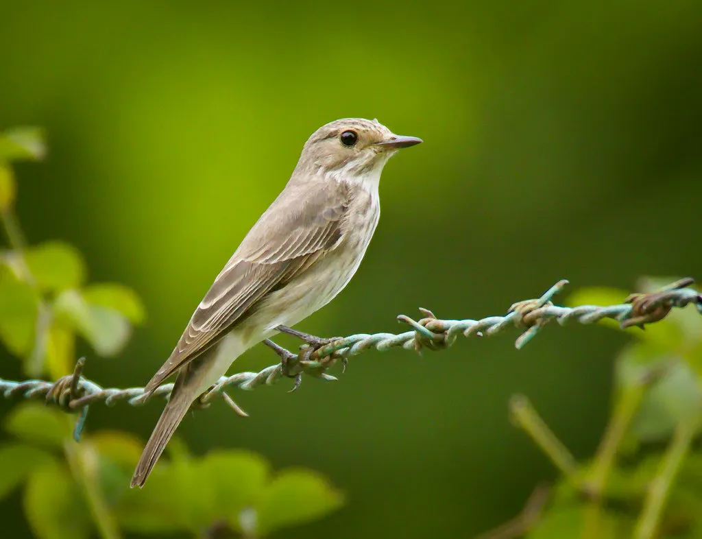 #25 - Spotted Flycatchers Have Nearly Disappeared From Gardens (hedera.baltica, Flickr, CC BY-SA 2.0)