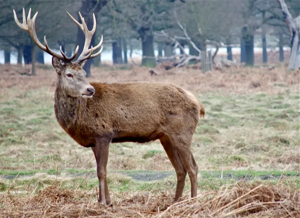 The Stag: Dignity and Leadership Combined (Image Credits: Flickr)